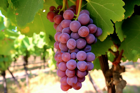 多汁成熟的紫色葡萄串高清图片