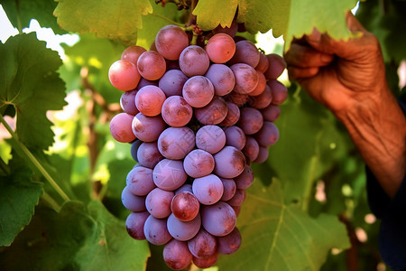 紫色葡萄串成熟葡萄串高清图片