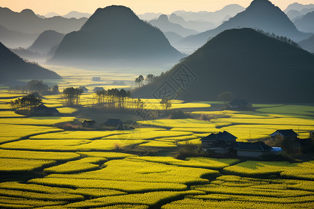 油菜花田图片