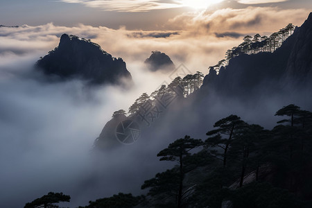 云海松树自然美景图片