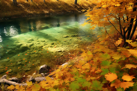 秋天自然落叶背景图片