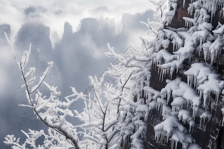 冬天高山树枝上的雪空镜图片