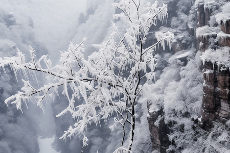 冬天高山树枝上的雪图片