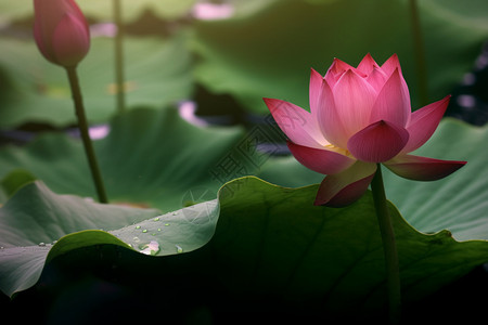 夏天水芙蓉背景图片