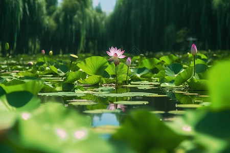 荷花池图片