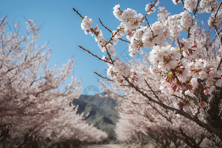 春季盛开的杏仁花高清图片