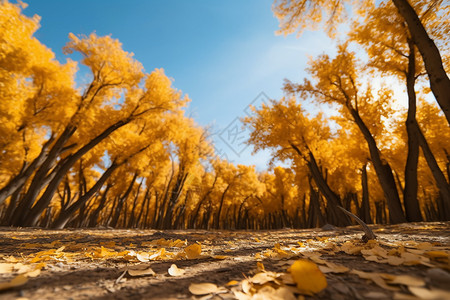 秋天胡杨林的自然景观图片