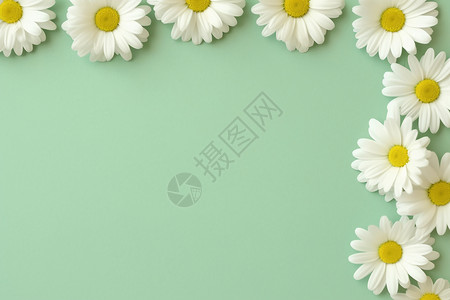 白色背景上的白色菊花背景图片