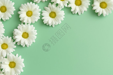 清新白色小花绿色背景上的小花背景