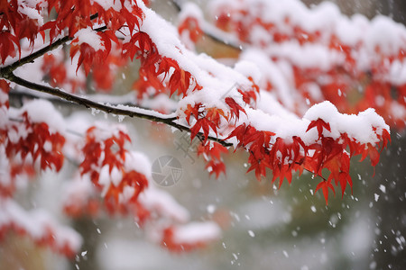 唯美立冬背景红叶上的积雪特写背景