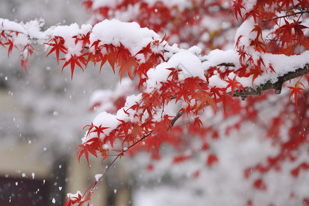 雪和明亮枫树红叶上的积雪背景