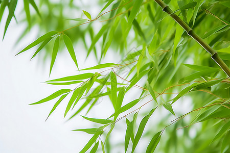 翠绿的竹子图片