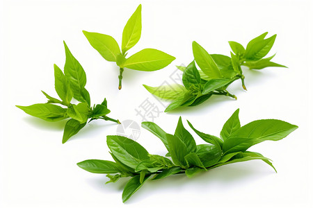 绿茶新芽春天叶子枝条植物图片