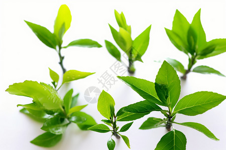 绿茶新芽图片