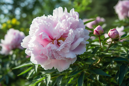 植物园的粉红色牡丹花图片