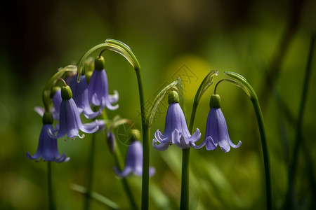 紫色的自然植物花朵图片