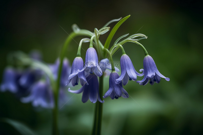 紫色的蓝铃花朵图片