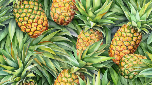 绘画的菠萝水彩画背景图片