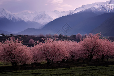 山谷中美丽的桃花谷背景图片