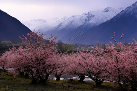 山谷的桃花谷图片