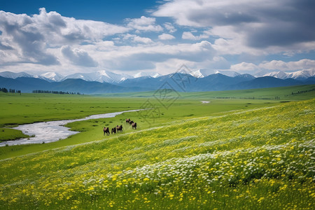 夏季美丽的草原背景图片