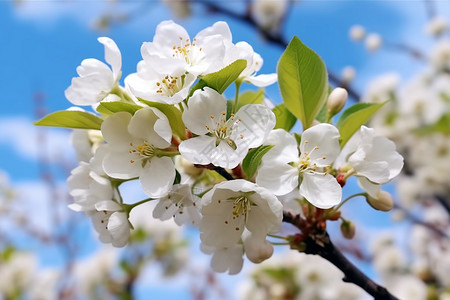 春天果树上盛开的鲜花图片