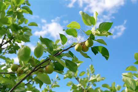 挂着果实的绿色植物高清图片