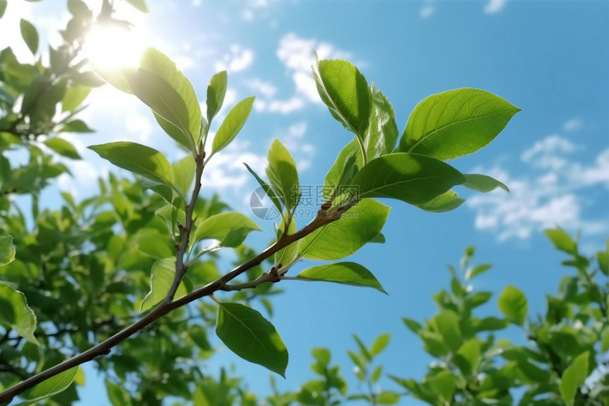 蓝天下美丽的植物图片