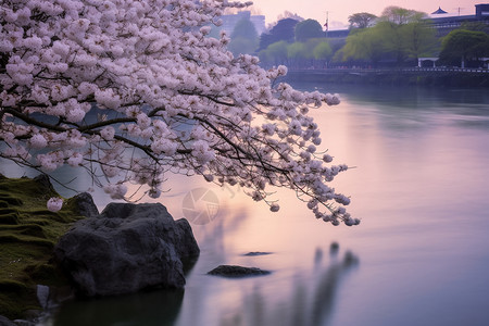 湖边的树开花背景图片