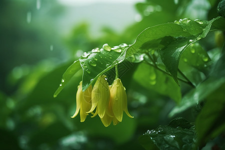 黄色小花绿叶雨后绿叶自然空镜背景