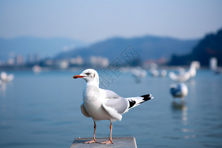 红嘴海鸥海岸停留的鸟背景