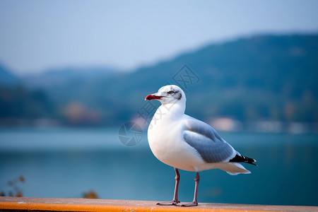 红嘴海鸥红嘴的鸟背景