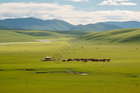 草原上牧马背景图片