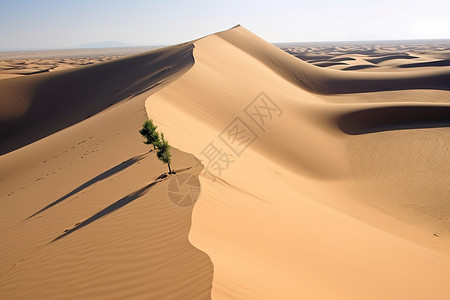 荒凉沙漠景象图片