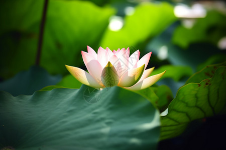 夏日的荷花背景图片