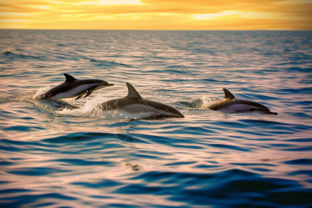 大海豚小海豚大海中的野生海豚背景
