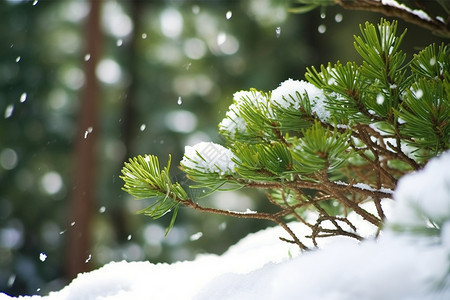 瓶装针叶植物冬季针叶上的雪背景