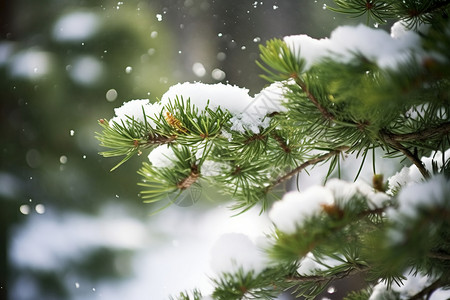 冬季树木上的雪高清图片