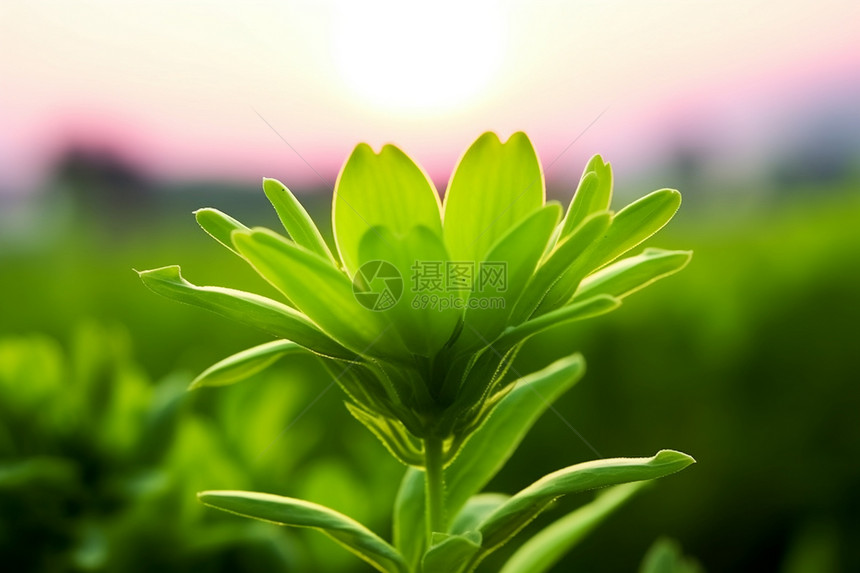 翠绿的植物图片