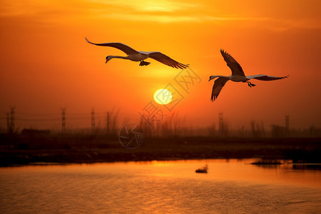 翱翔的海鸥落日与海鸥背景