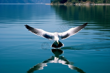 湖面上飞行的鸟儿高清图片