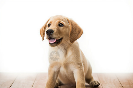 黄色的狗狗可爱的宠物狗幼犬背景