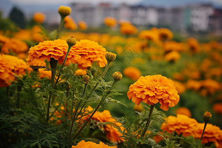 黄色菊花风景图片