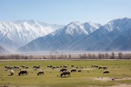 开春草地放牧的牛羊图片