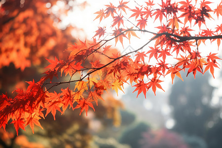 秋天红色枫叶特写图片