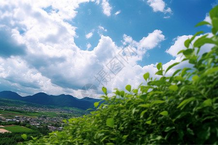 夏季的天空和自然的风景图片