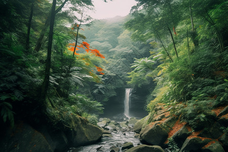 森林的自然景色图片