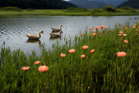 小白鹅春天的甘南花湖背景