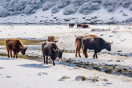高原雪地高原牦牛的畜牧背景