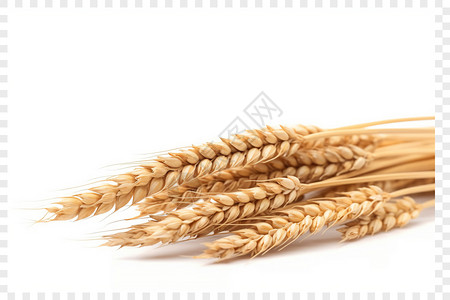收割小麦小麦麦穗的特写镜头设计图片